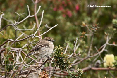 Dusky Robin (Melanodryas vittata)