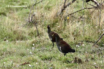 Tasmanian Native-hen (Gallinula mortierii)