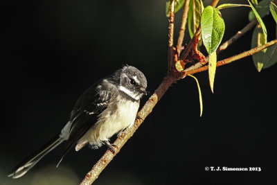 Drongos and Monarch Flycatchers