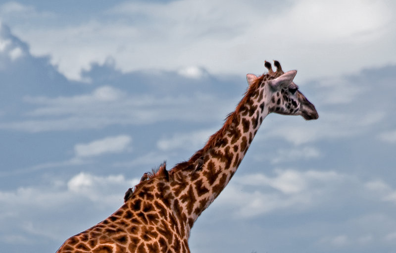 Masai giraffe with ox-peckers