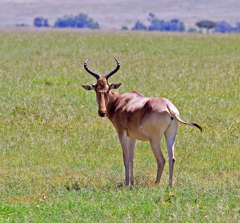 Hartebeest