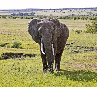 Welcome to Masai Mara