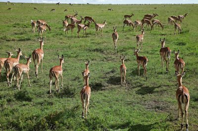 Impala herd