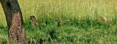 Cheetahs resting