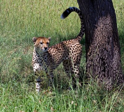 Cheetah, marking territory