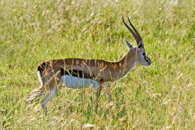 Thompson's gazelle