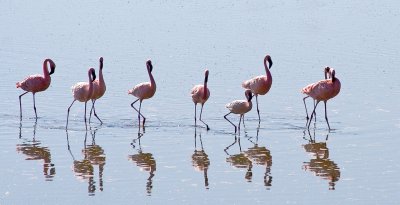 Flamingo parade