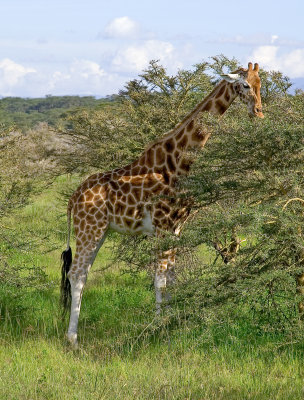 Rothschild's giraffe, browsing thorn trees