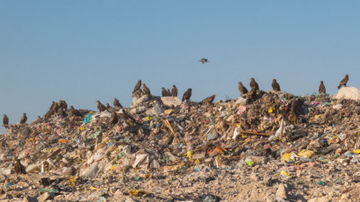 Steppe Eagles at a waste dump