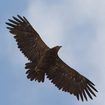 Steppe Eagle - Pusztasas - Aquila nipalensis