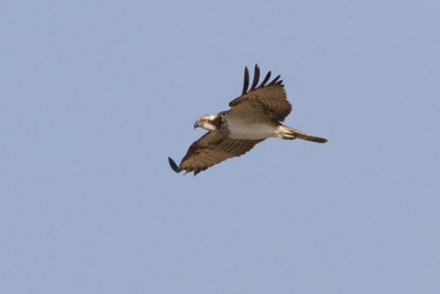 Osprey - Halszsas - Pandion halieatus