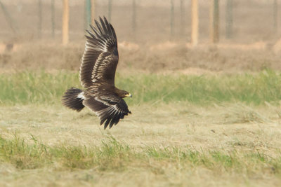 Greater Spotted Eagle - Fekete sas - Aquila clanga