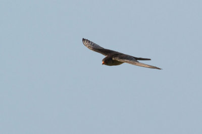 Amur Falcon - Amuri vrcse - Falco amurensis