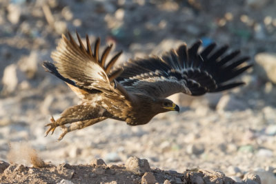 Steppe Eagle - Pusztasas - Aquila nipalensis