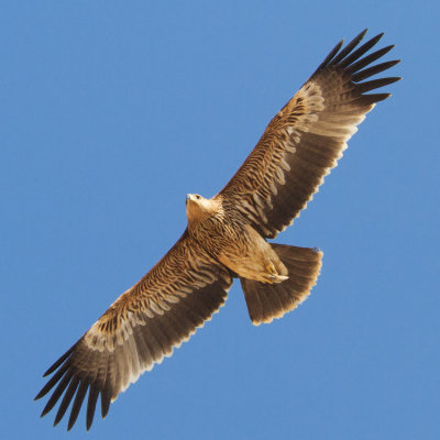 Eastern Imperial Eagle - Parlagi sas - Aquila heliaca