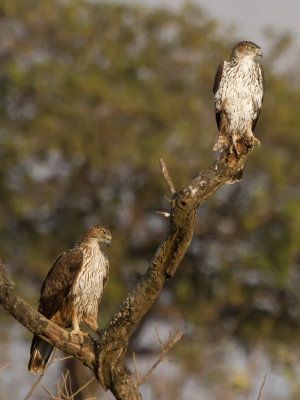 Bonelli's Eagle - Hjasas - Aquila fasciatus 