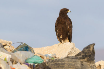 Greater Spotted Eagle - Fekete sas - Aquila clanga