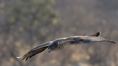 Bonelli's Eagle - Hjasas - Aquila fasciatus 