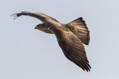 Bonelli's Eagle - Hjasas - Aquila fasciatus 