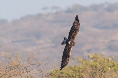 Bonelli's Eagle - Hjasas - Aquila fasciatus 