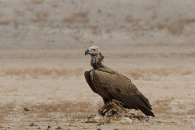 Lappet-faced Vulture - Fles keselyű - Torgos tracheliotus