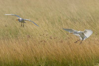 Western Cattle Egret - Psztorgm - Bubulcus ibis