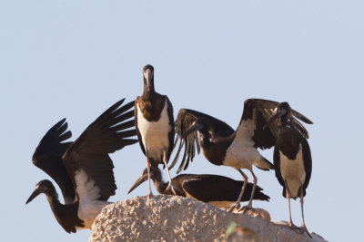Abdim's Stork - Abdim glya - Ciconia abdimii