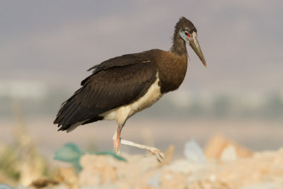 Abdim's Stork - Abdim glya - Ciconia abdimii