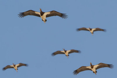 Abdim's Stork - Abdim glya - Ciconia abdimii