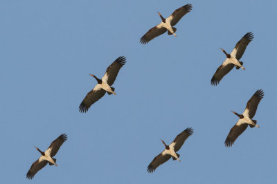 Abdim's Stork - Abdim glya - Ciconia abdimii