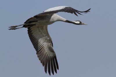 Common Crane - Daru - Grus grus