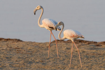 Greater Flamingo - Rzss flaming - Phoenicopterus roseus