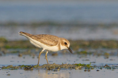 Greater Sand Plover - Sivatagi lile - Charadrius leschenaultii