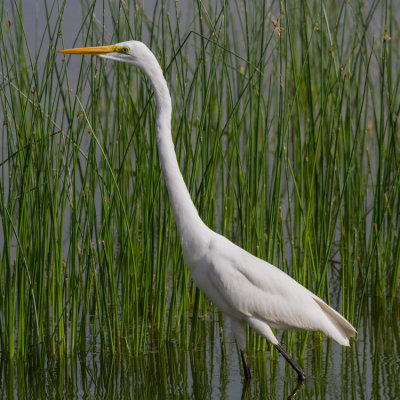 Western Great Egret - Nagy kcsag - Egretta alba