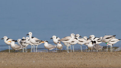 Crab-plover - Gémlile - Dromas ardeola