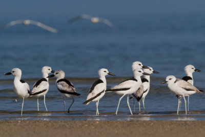 Crab-plover - Gémlile - Dromas ardeola