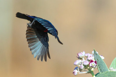 Shining Sunbird - Fnylő nektrmadr - Cynniris habessinicus