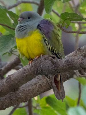Bruce's Green Pigeon - Papagjgalamb - Treron waalia