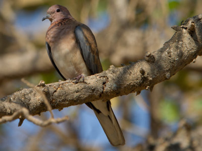 Laughing Dove - Kacag gerle - Spilopelia senegalensis