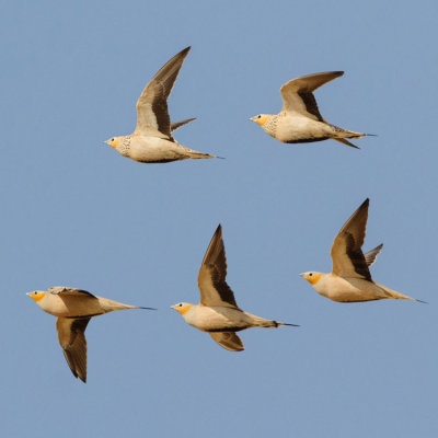 Spotted Sandgrouse - Pettyes pusztaityk - Pterocles senegallus