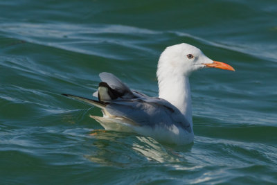 Slender-billed Gull - Vkonycsőrű sirly - Chroicocephalus genei