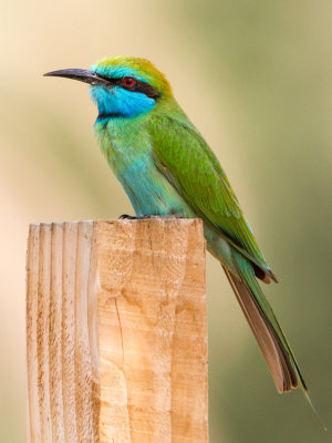 Green Bee-eater - Smaragdgyurgyalag -Merops orientalis cyanophrys