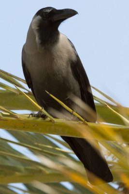 Hooded Crow - Dolmnyos varj - Corvus cornix