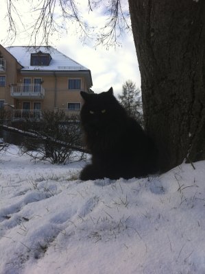 Cat in the snow - 12 January