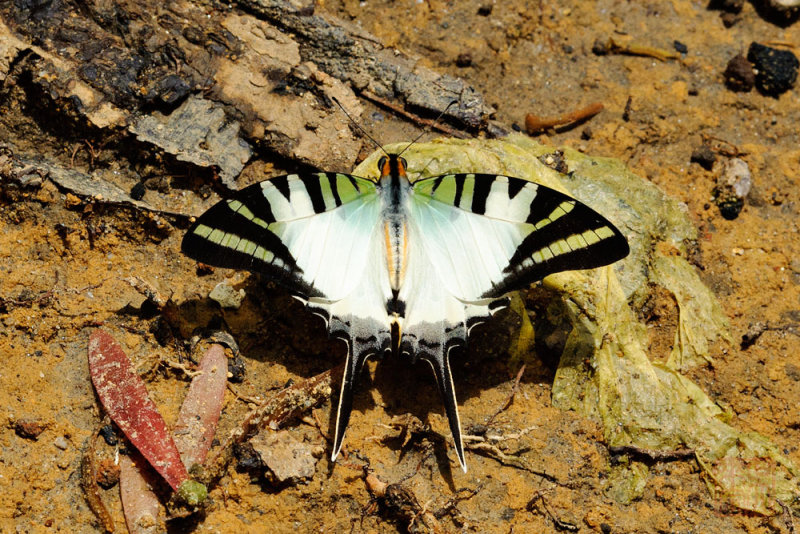 Pathysa antiphates itamputi (Five Bar Swordtail)