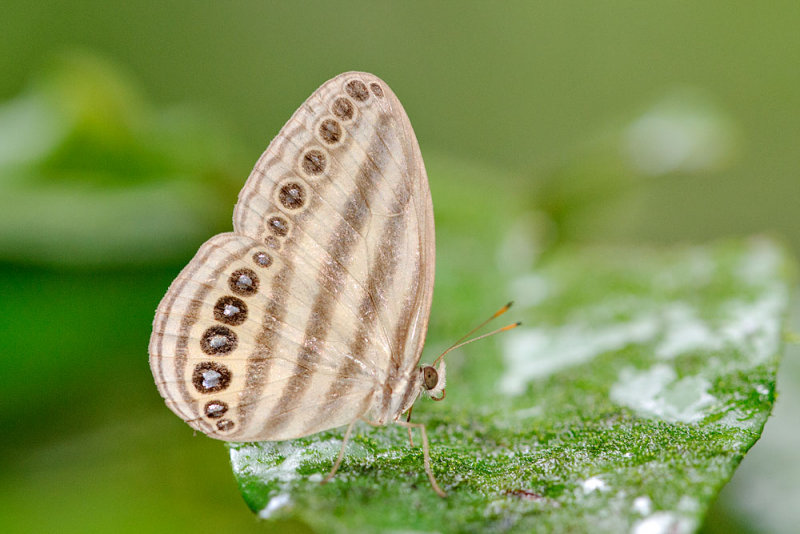 Ragadia makuta siponta (The Striped Ringlet)
