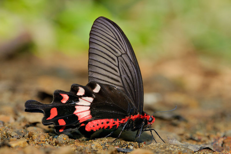 Atrophaneura adamsoni