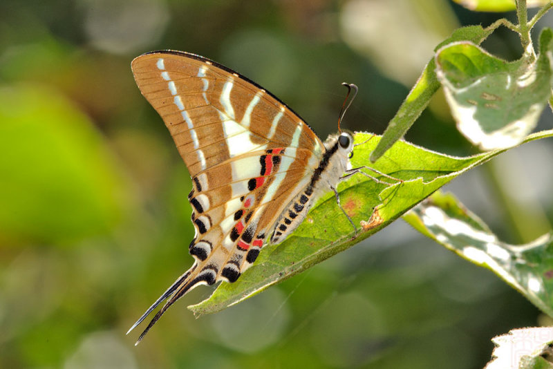 Graphium aristeus (Striped Swordtail)