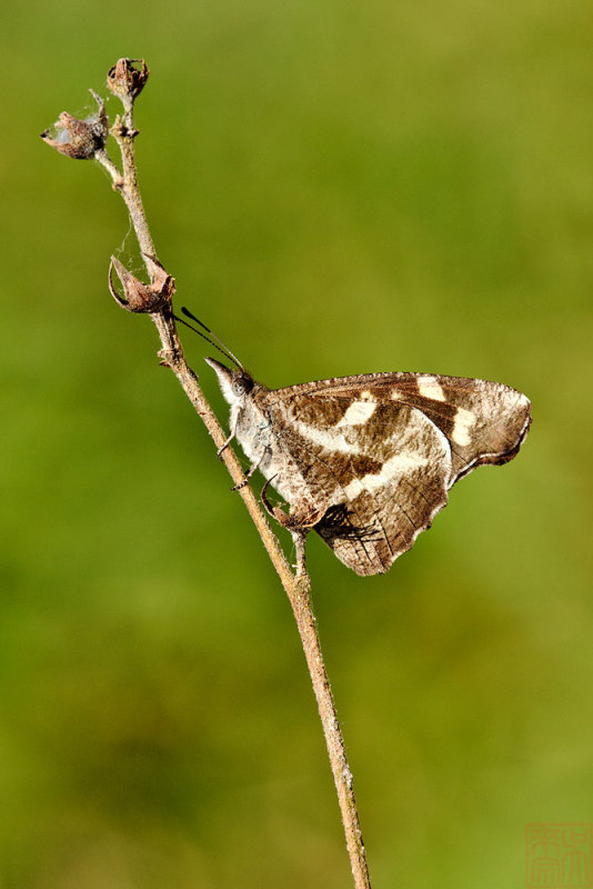 Libythea narina rohini (White-spot Beak)