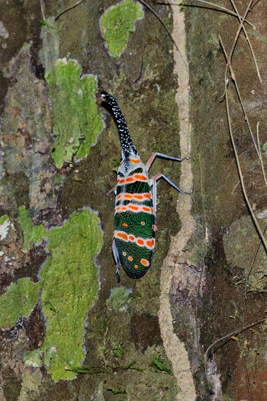 Pyrops spinolae
